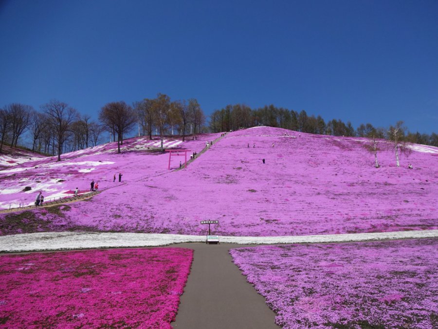 東藻琴芝桜公園01